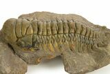 Colorful Crotalocephalina Trilobite - Atchana, Morocco #325873-1